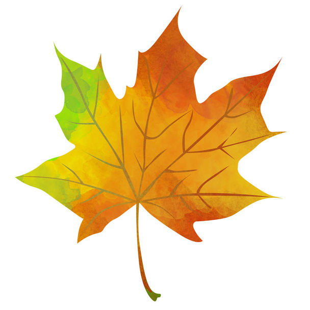 Illustratie van herfstesdoornblad op witte achtergrond. - Foto, afbeelding