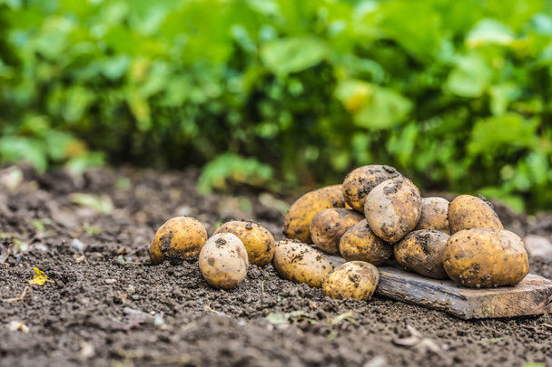 A pile of fresh potatoes which are free lying on the soil. - Fotoğraf, Görsel