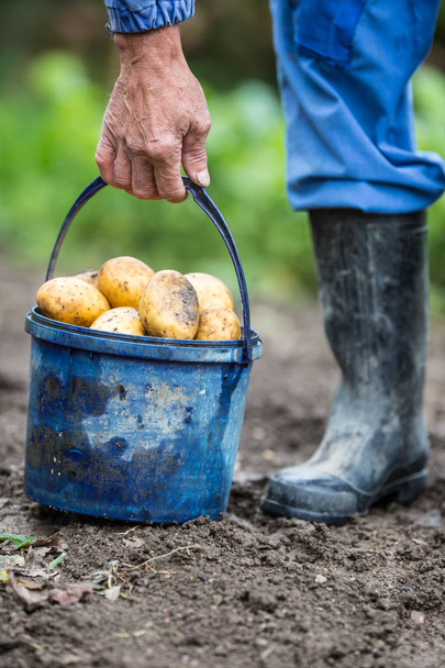 Farmer on field holding blue bucket with fresh organic potatoes. - Zdjęcie, obraz