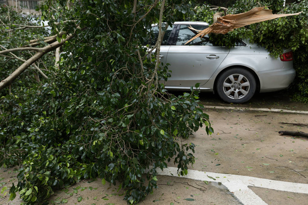 Сломанное дерево упало на крышу автомобиля, поврежден автомобиль после супертайфуна Mangkhut в Китае
  - Фото, изображение