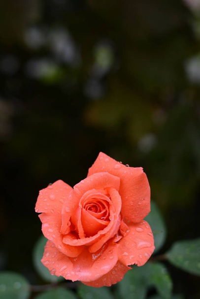 Rosa escarlata en gotas de rocío sobre un fondo oscuro, rosa jardín
 - Foto, Imagen