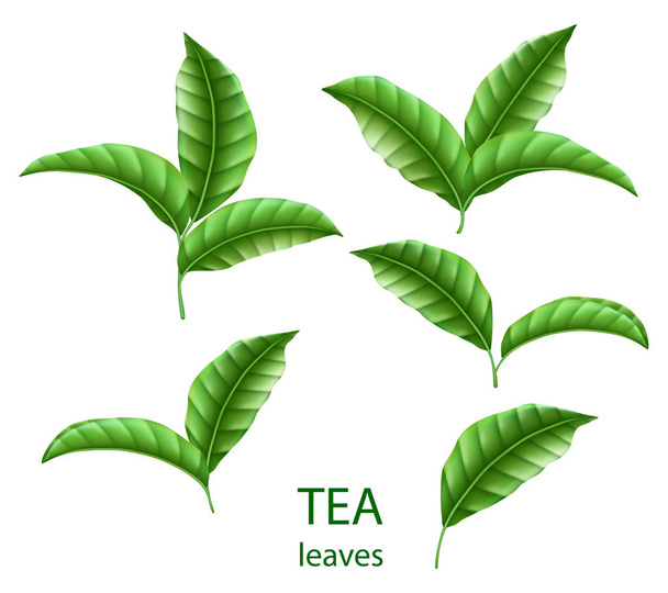 Gerçekçi yeşil çay kümesi yalıtılmış bırakır. Tasarım, reklam ve paketleme için yeşil çay. Vektör çiçek öğeleri. - Vektör, Görsel