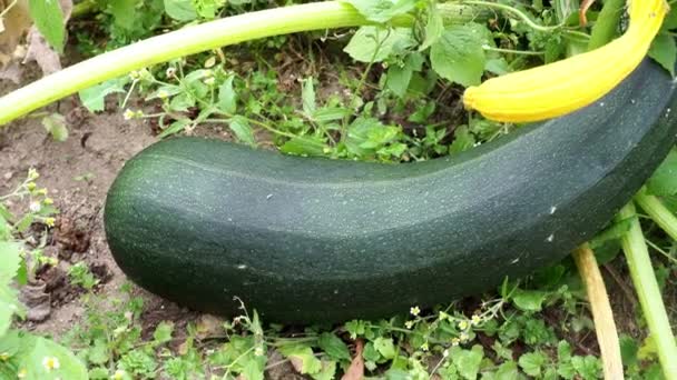 Green zucchini in garden.  Zucchini plant and flower. Growing zucchini on a vegetable garden. - Footage, Video