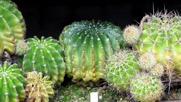 Kaktusz növény. Kis kerek kaktuszok. Zöld kaktuszok. A földön sok kaktuszok. - Felvétel, videó