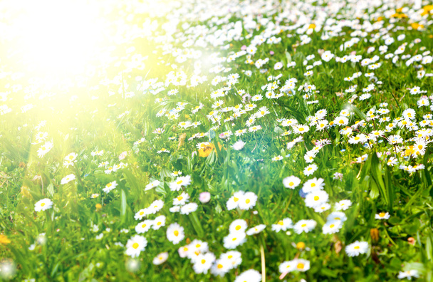 日光と草原のヒナギク - 写真・画像