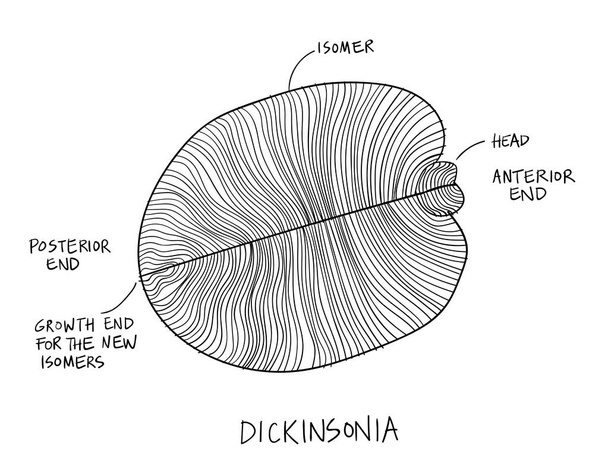 Иллюстрация окаменелостей Дикинсонии. Древние окаменелости из эдиакарского эскиза с чернилами в черно-белом цвете
 - Вектор,изображение