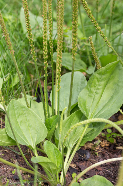 Plantain flowering plant with green leaf. Plantago major broadleaf plantain, white mans foot or greater plantain. - Photo, Image