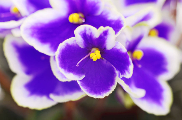 Saintpaulia (African violets), background. - Φωτογραφία, εικόνα