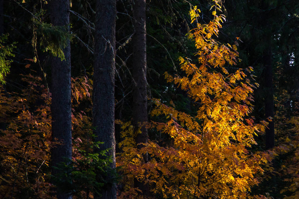 őszi szibériai erdő, sok szín, kontraszt fény, megvilágítva a horizontján, kontraszt hatás - Fotó, kép