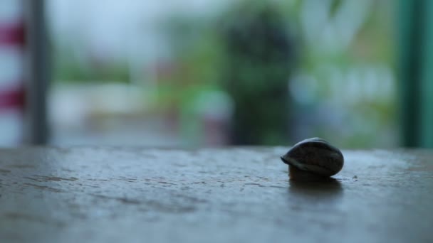 The snail crawls in the garden at evening - Footage, Video