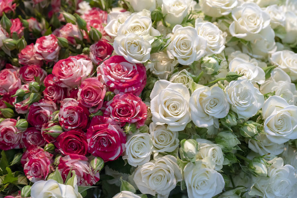 Μπουμπούκια όμορφη, φρέσκα κόκκινα και λευκά τριαντάφυλλα. - Φωτογραφία, εικόνα