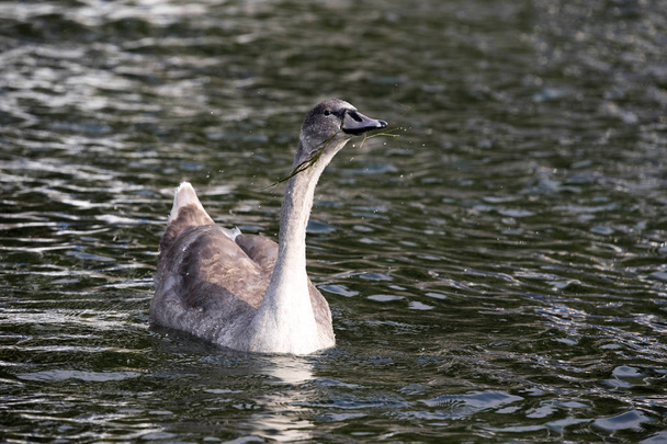 yung mute swan, cygnus olor, lago di grada, italien - Foto, Bild