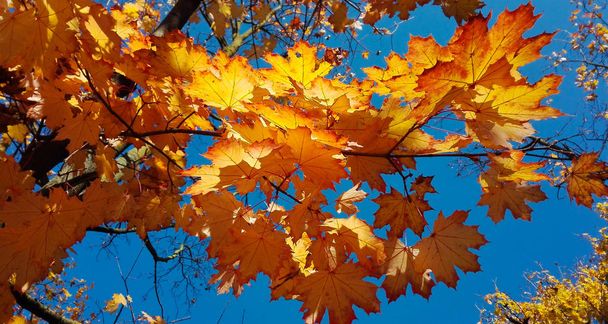 Árvores com folhas coloridas de bordo no outono com céu azul claro
 - Foto, Imagem