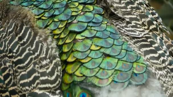 Elegante pájaro exótico salvaje, plumas artísticas de colores. Primer plano de plumaje con textura de pavo real. Peafowl verde indio volador
 - Metraje, vídeo