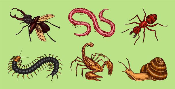 Un gran grupo de insectos. Mascotas Vintage en casa. Bugs Beetles Caracol Escorpión, Araña Azote, Hormiga Gusano Scolopendra. Ilustración vectorial grabada
 - Vector, Imagen