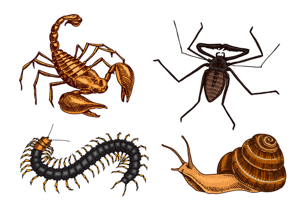 große Gruppe von Insekten. Oldtimer-Haustiere im Haus. Käfer Skorpionschnecke, Peitschenspinne, Scolopendra. gravierte Vektor-Illustration - Vektor, Bild