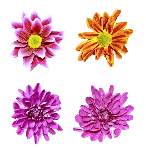 Coloridas flores otoñales de crisantemo sobre un fondo blanco
. - Foto, Imagen
