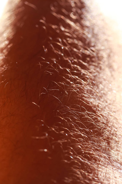 Uma visão do cabelo na perna de um homem adulto
. - Foto, Imagem