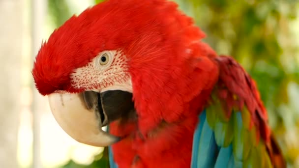 Крупный план Красной Амазонки Алого попугая Макао или Ара Макао, в тропических джунглях леса. Красочный портрет птицы
 - Кадры, видео