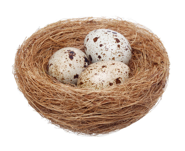 Madár fészek tojással, fehér háttér - Fotó, kép