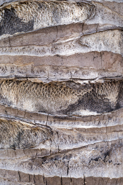 The trunk of a palm tree texture - Valokuva, kuva