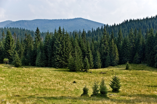 Bosque de pinos en las montañas
 - Foto, imagen