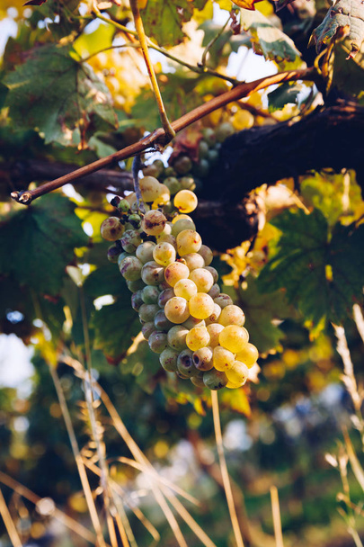 Зрелый зеленый / белый виноград в виноградниках. Готов к сбору
. - Фото, изображение
