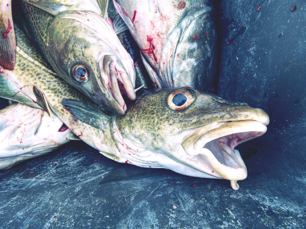 Ryby syrové Velká treska v black box na rybářské lodi - Fotografie, Obrázek