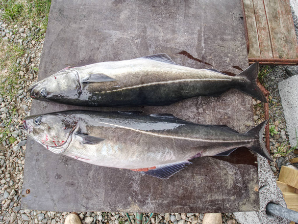 Freshly caught Norwegian coal fishes, outdoor shot in Norway.  - Photo, Image