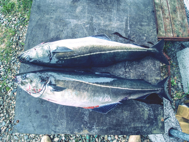Pescado de trucha fresco grande o pez carbón acostado sobre tabla de cortar. Pescado atlántico fresco
  - Foto, Imagen