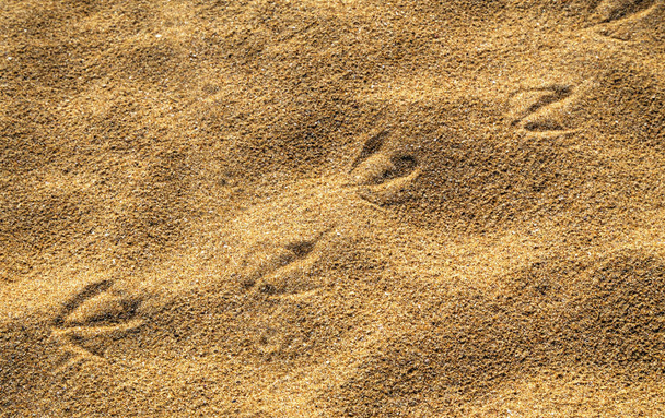 Passos de pássaro na areia
 - Foto, Imagem