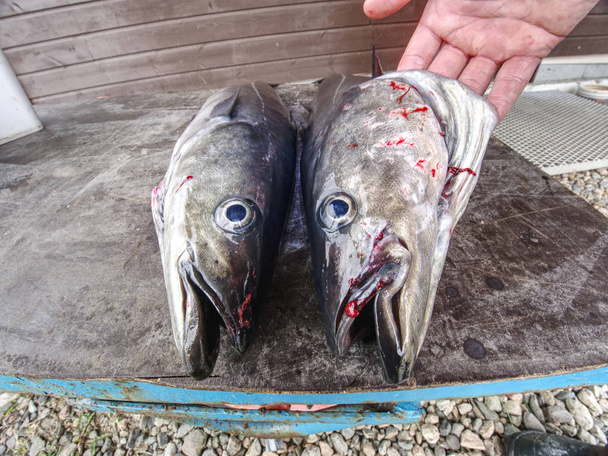 Frissen fogott norvég szén halak, kültéri lövés, Norvégia.  - Fotó, kép