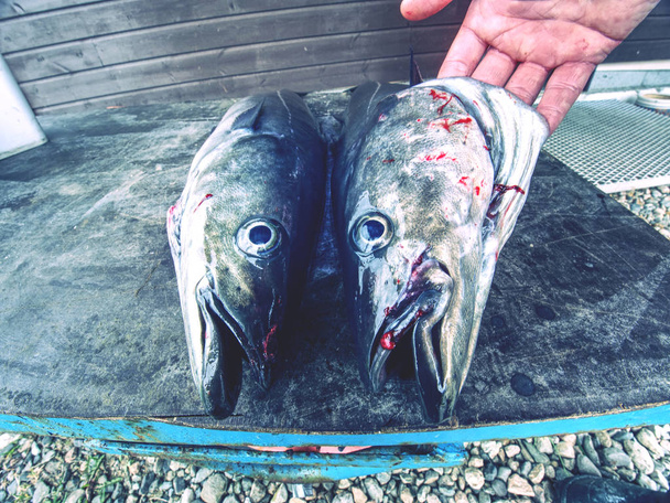 Big fresh trout fish or coalfish lying on cutting board. Fresh atlantic fish  - Photo, Image