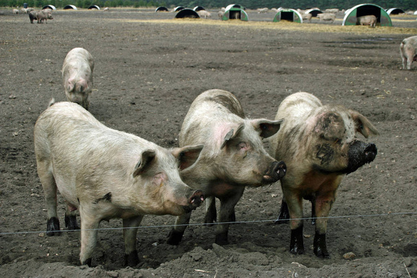 vier schlammige Freilandschweine in einem schlammigen Feld mit metallkuppelförmigen Unterständen im Hintergrund. - Foto, Bild