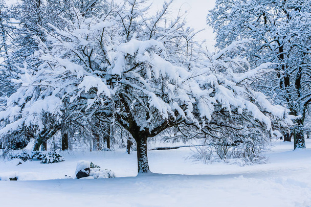 Зима в центральном парке - Марианские Лазни (Марианские Лазни) - знаменитый курортный город на западе Чехии (область Карловы Вары)
) - Фото, изображение