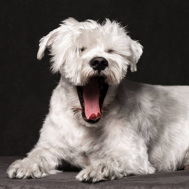 Retrato animal de divertido perro schnauzer blanco riéndose o bostezando sobre fondo gris oscuro
. - Foto, Imagen