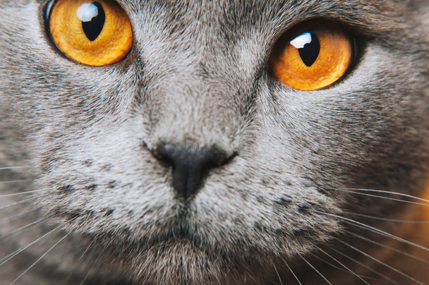 Grey gray Cat yellow eyes macro photo. Cat face close up. British fold. - Foto, Imagen