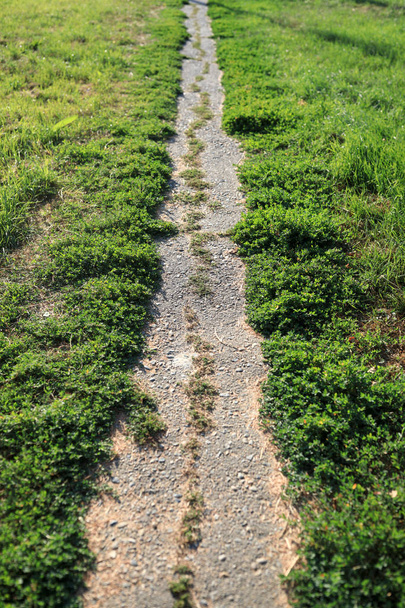 View of trail in the grass in summer - Photo, Image