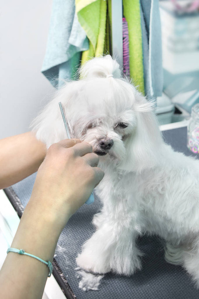 Beauty salon for animals. Feminine hands are combing the fur of the Maltese breed. - Фото, зображення