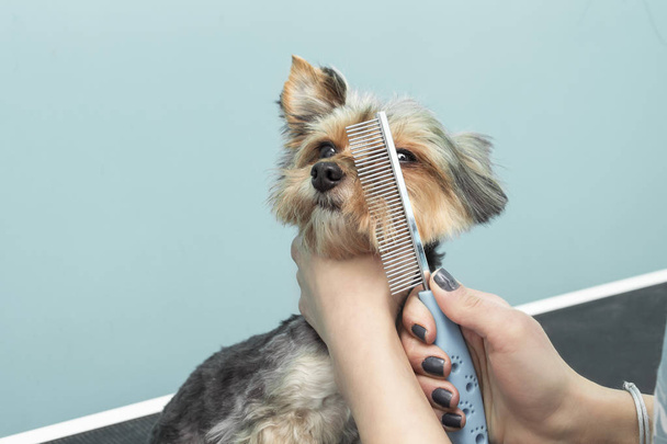 Mujer corta un perro maltés con un cortador eléctrico en un salón de belleza animal
. - Foto, imagen