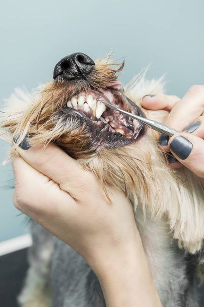 Frau schneidet in Schönheitssalon für Tiere einen maltesischen Hund mit einem Elektroschneider. - Foto, Bild