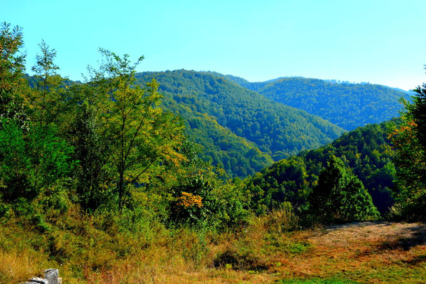 Typical landscape in the forests of Transylvania, Romania. Green landscape in the midsummer, in a sunny day - Φωτογραφία, εικόνα