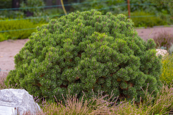 Cultivar enano pino de montaña Pinus mugo var. pumilio en el jardín rocoso
 - Foto, imagen