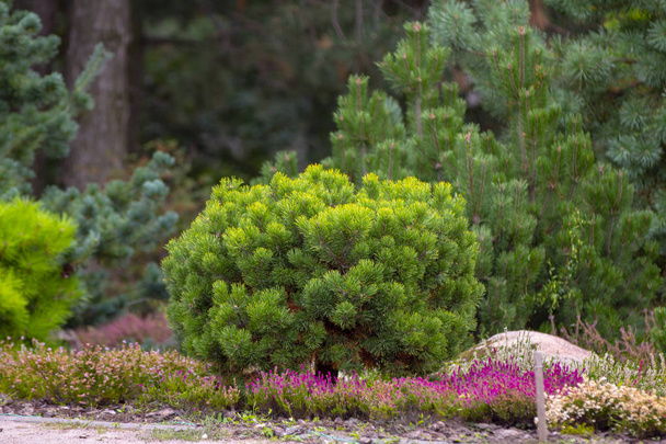 Cultivar dwarf mountain pine Pinus mugo var. pumilio in the rocky garden close up - Photo, Image