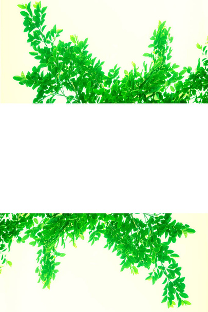 puun oksa valkoisella pohjalla
 - Valokuva, kuva