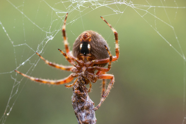 Une araignée avec sa proie
 - Photo, image