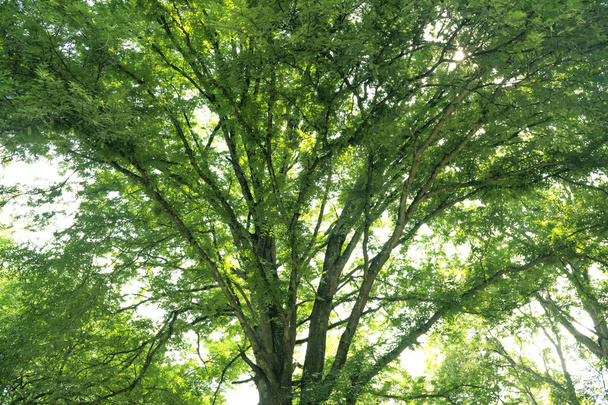 Zelený strom pozadí krajina - Fotografie, Obrázek