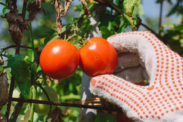 Hand picking tomato in organic vegetable garden, close up - Фото, зображення