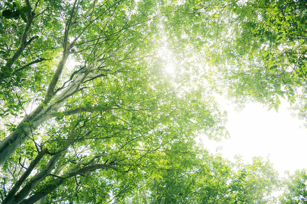 słońce świeci przez zielone drzewa - Zdjęcie, obraz
