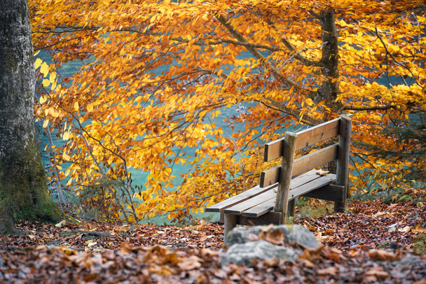Wooden bench placed on the Alpsee lakeshore, surrounded by trees with yellow leaves, on a sunny day of autumn, in Fussen, Germany. - Photo, Image